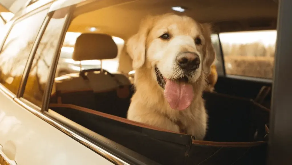 Best Dog Hammock for Car