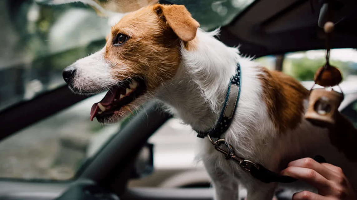 Dog Safety Belt for Car