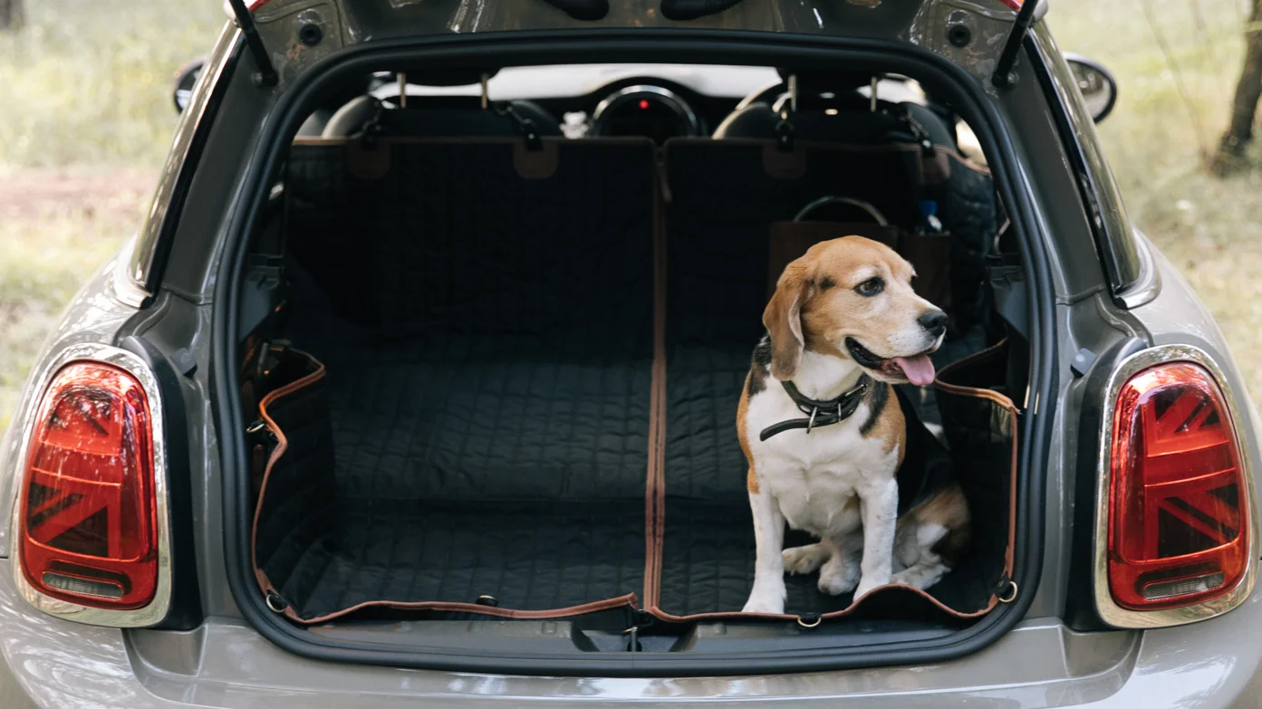 Small Dog Seat Belt