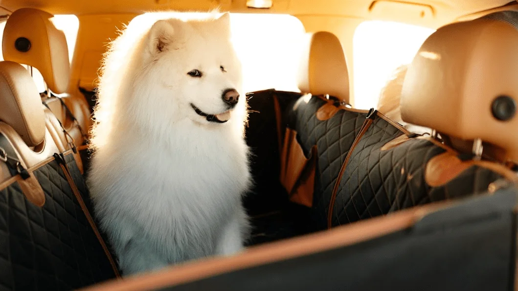 Small Dog Seat Belt