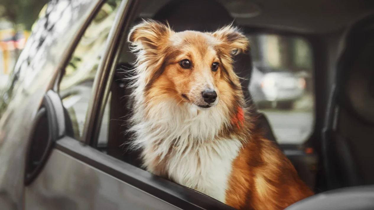 Small Dog Seat Belt